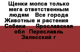 Щенки мопса только мега-ответственным людям - Все города Животные и растения » Собаки   . Ярославская обл.,Переславль-Залесский г.